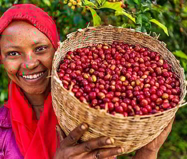 Cofee hand picking
