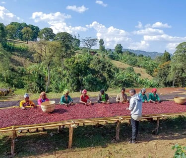 Cofee hand picking