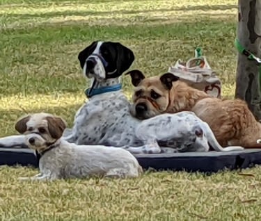 Dogs on bed place command cuddling