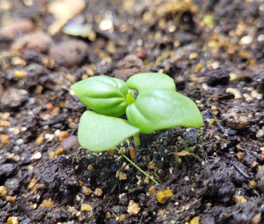 Micro pousse de basilic sur substrat minéral, symbole d'avcenir botanique et d'expansion variétale