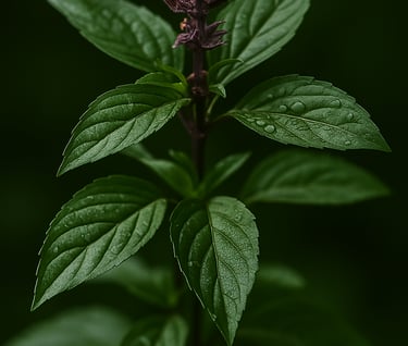 Basilic thaï bio aux feuilles pointues et fleur centrale, symbole d'obsession végétale