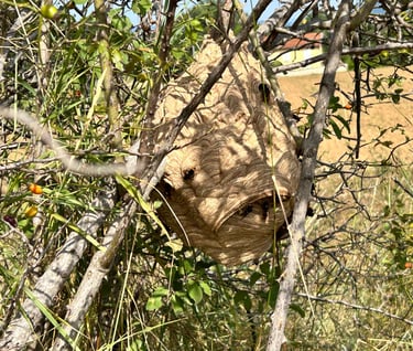 nid de frelons asiatiques à Valence