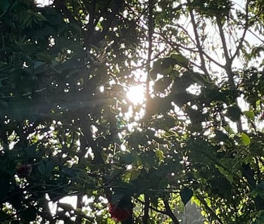 a glimpse of the sun amidst dense trees