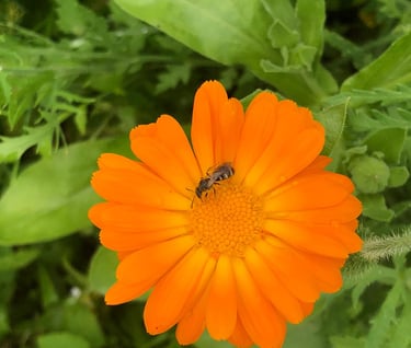 Chinese Herbs and TCM Nutrition