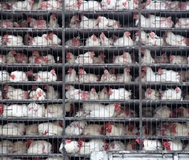 attivismo veganismo orrore allevamenti intensivi 