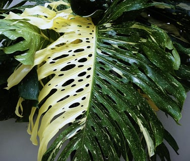 Monstera Thai Constellation fully fenestrated leaf