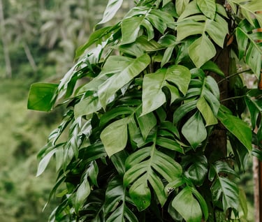  Wild Rhaphidophora pertusa 