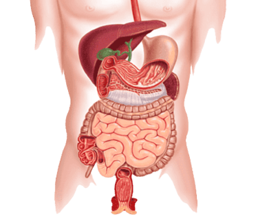 Imagen del Sistema Digestivo sin fon utilizado en el sitio web de la Dra. Arlenis Guzmán para ilustrar  gastroenterología