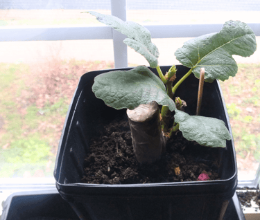 Rooted fig cutting in pot