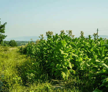 Best Perennial Vegetables to Grow