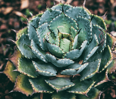 artichoke patterns