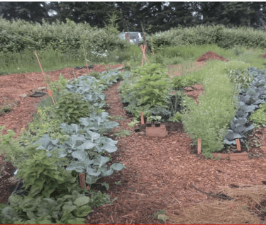 Permaculture Guilds