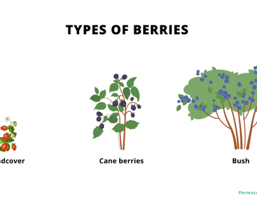 Types of berries