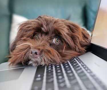 a dog is laying on a couch with a laptop