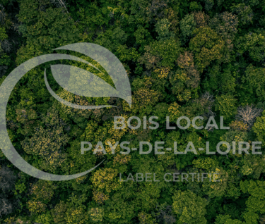 une forêt avec un grand arbre feuillu au premier plan