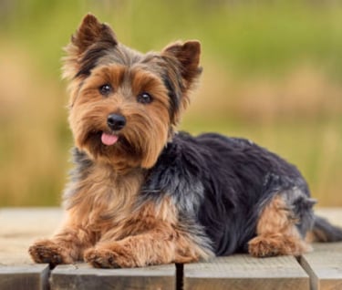 yorkies for sale san Diego,teacup dogs for sale san Diego,affordable yorkie puppies for sale