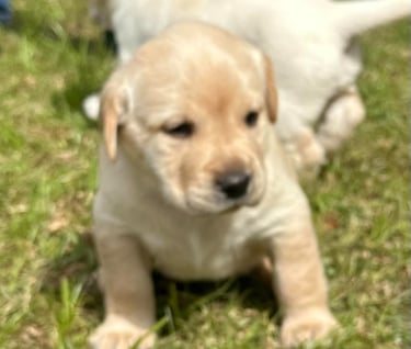 Five week old lab pup 2023