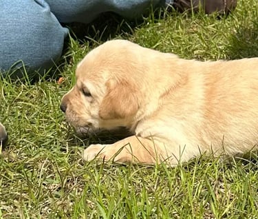 Two five week old lab puppies 2023