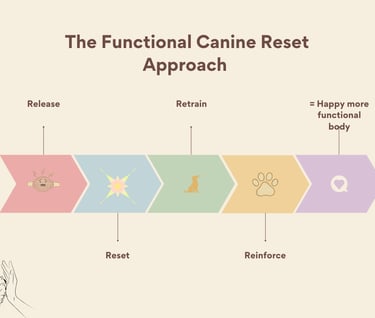 shows canine physiotherapy exercises and massage approach in cornwall