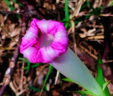Flower bud of Ipomoea aquatica, water spinach, Neeru Hambu in Kannada
