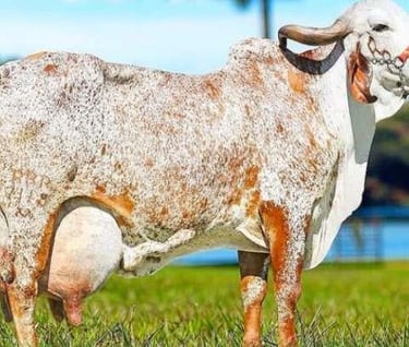 Vaca Gir leiteira