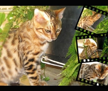 Gato Bengal