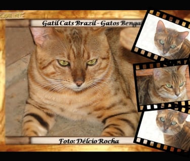 Gato Bengal