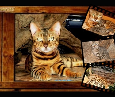 Gatos bengals