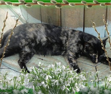 gatos abandonados