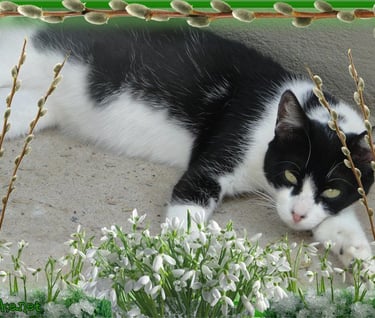 Gatos abandonados