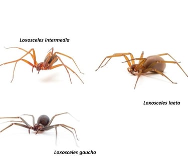 Aranha marron