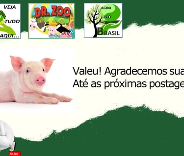 Comportamento de suínos 