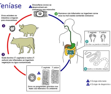 Ciclo T. saginata e T. solium