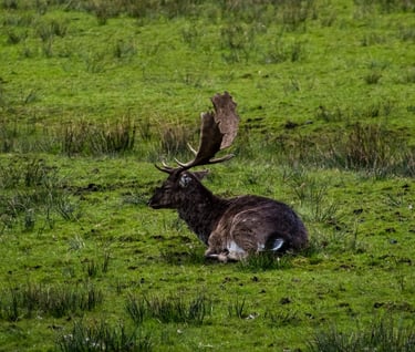 CA Coast - An elk in the viewing area at Redwood National Park