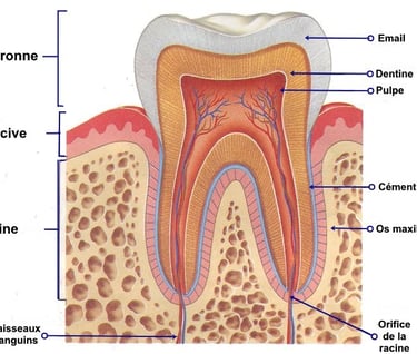  the structure of a toothbrush