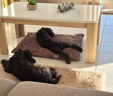 2 schnauzers qui se reposent sur un coussin moelleux