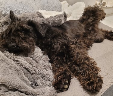 femelle schnauzer qui se repose avant d'avoir ses bébés