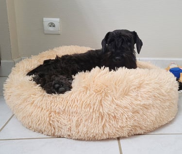 Femelle Schnauzer gestante
