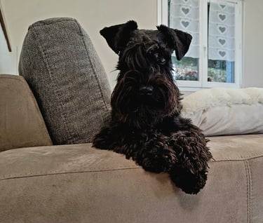 Femelle Schnauzer qui vit en famille