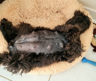 Schnauzer qui va avoir des chiots