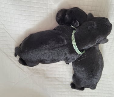 chiots Schnauzer a la naissance