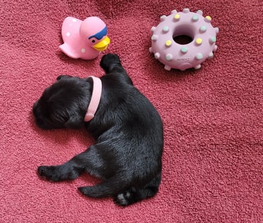 Mignon chiot Schnauzer noir