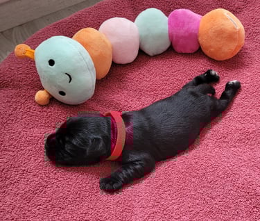 Bébé Schnauzer nain noir