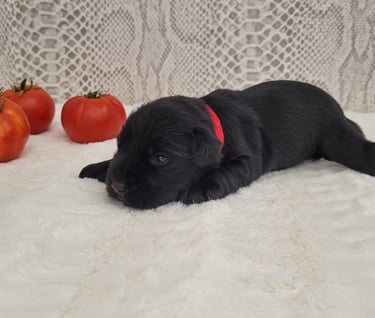 Bébé Schnauzer noir