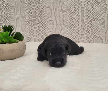 Bébé Marley