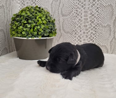Petit mâle Schnauzer