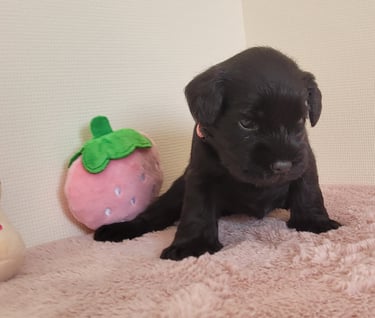 Chiot Schnauzer nain noir
