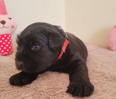 Bébé Schnauzer qui joue