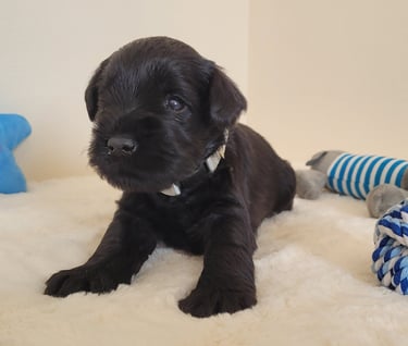 Bébé Schnauzer assis