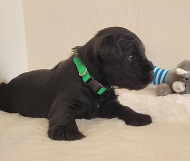 Chiot Schnauzer heureux